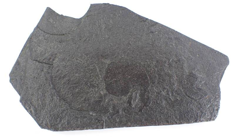 Schieferplatte mit Versteinerungen Holzmadener Schiefer 28,5 cm breit  H261