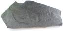 Schieferplatte mit Versteinerungen Holzmadener Schiefer 28,5 cm breit  H261