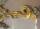 Vintage Wandspiegel in originalgetreuer Barock-Optik Faux Wood 131 cm hoch H328